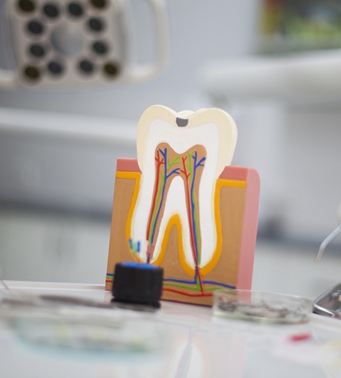 Model of the inside of a tooth